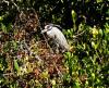 Yellow Crown Night Heron